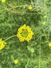Sisymbrium loeselii
