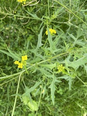 Sisymbrium loeselii