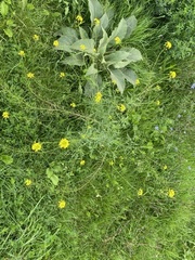 Sisymbrium loeselii