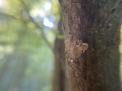 Ophiocordyceps dipterigena
