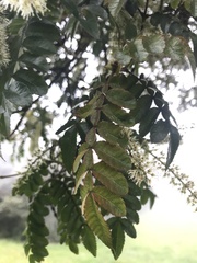 Weinmannia pubescens