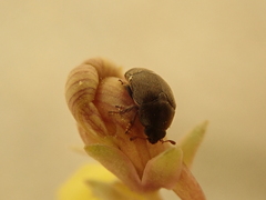 Brachypterolus antirrhini