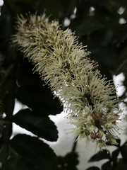 Weinmannia pubescens