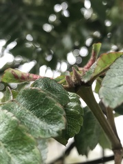 Weinmannia pubescens