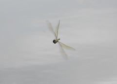 Anax parthenope julius