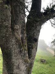 Weinmannia pubescens