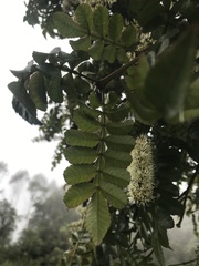 Weinmannia pubescens