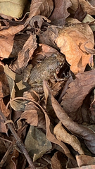 Eleutherodactylus planirostris