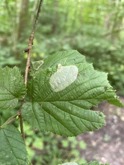 Phyllonorycter coryli