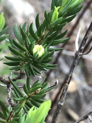 Darwinia diminuta