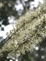 Weinmannia pubescens