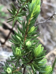 Darwinia diminuta