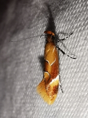 Epicallima formosella