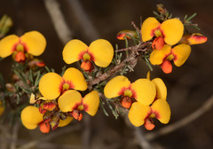 Dillwynia ramosissima