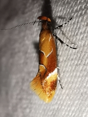 Epicallima formosella