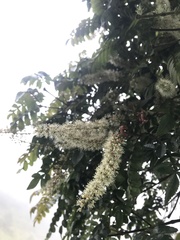 Weinmannia pubescens