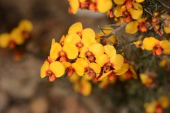 Dillwynia ramosissima