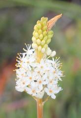 Bulbinella cauda-felis