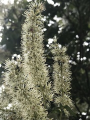 Weinmannia pubescens