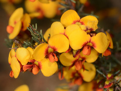 Dillwynia ramosissima