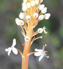 Bulbinella cauda-felis