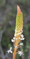 Bulbinella cauda-felis