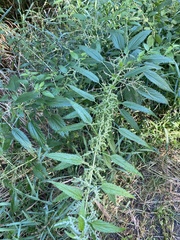 Urtica dioica dioica