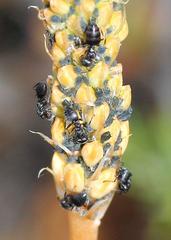 Bulbinella cauda-felis