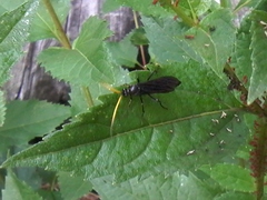 Gnamptopelta obsidianator
