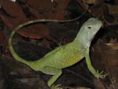 Enyalius catenatus