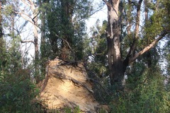 Eucalyptus sieberi