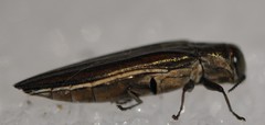 Agrilus macer