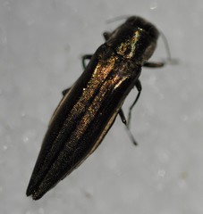 Agrilus macer