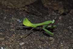 Hierodula membranacea