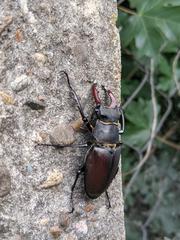 Lucanus cervus