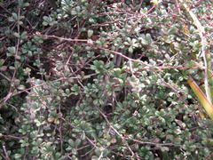Indigofera sp19b