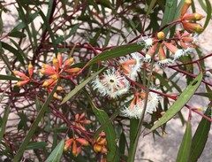 Eucalyptus calycogona