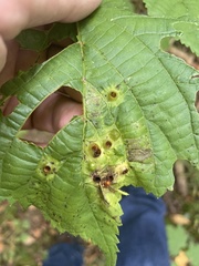 Didymomyia tiliacea