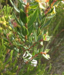 Penaea acutifolia