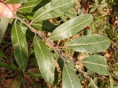 Salix