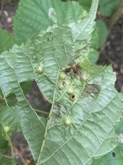 Didymomyia tiliacea