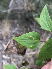 Baeodromus eupatorii