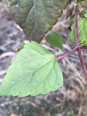 Baeodromus eupatorii