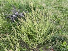 Chenopodium