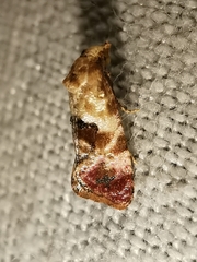 Neocochylis millierana