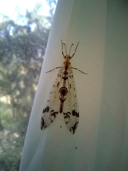 Dendroleon pantherinus