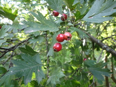 Crataegus zangezura