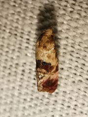 Neocochylis millierana