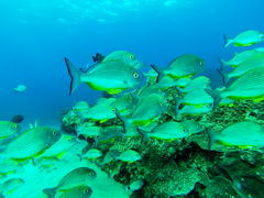 Rhabdosargus thorpei