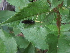 Gnamptopelta obsidianator